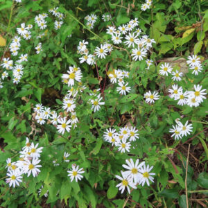 コヨメナの淡紫色の野菊を撮影した花写真