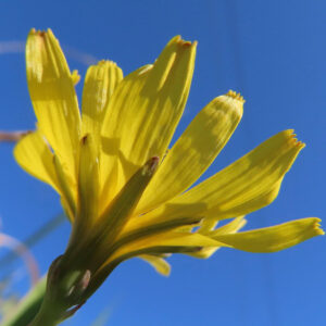 青空を背景に、下から見上げた角度で撮影したジシバリの黄色い花。透ける花弁と鮮やかな青空が際立つ構図の写真