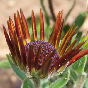 オステオスペルマムのアフリカンデージーを撮影した花写真
