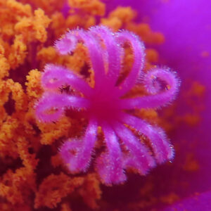 マツバボタンの雌しべを極限まで拡大した鮮明なマクロ写真