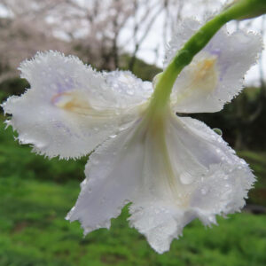 シャガの日陰に咲く文様花を撮影した花写真