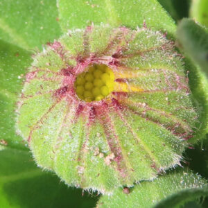 キンセンカの金盞花を撮影した花写真
