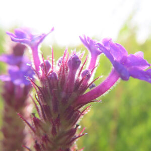 逆光に透けるシュッコンバーベナの紫色の花を接写した春の無料写真