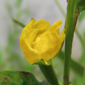 ヒレタゴボウの黄色い花のつぼみをマクロで捉えた写真｜緑色の茎に包まれた開花直前のつぼみと柔らかな背景ぼけ