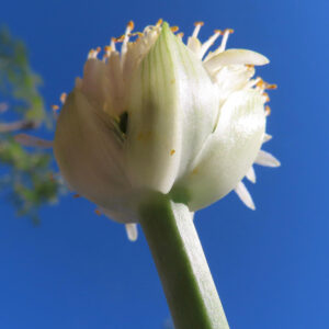青空を背景にマユハケオモトの花を下から撮影した写真｜白い花弁と黄色いおしべが伸びる姿