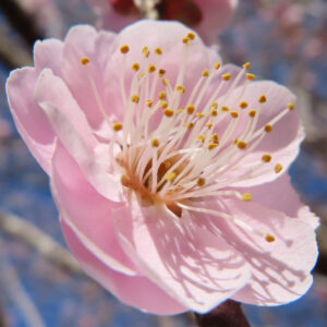 ウメの早春に香る梅を撮影した花写真