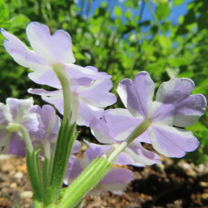 日本で白×薄紫のバーベナ花を下から見上げ、萼と茎毛を強調