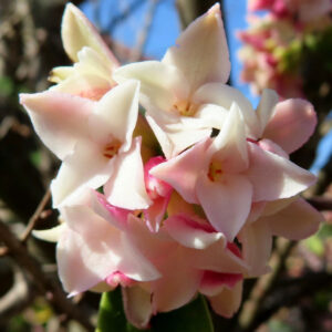 ジンチョウゲの春に香る沈丁花を撮影した花写真