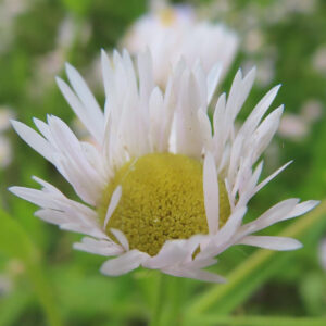 白い花びらが開きかけたヒメジョオンの写真（背景ぼかし）