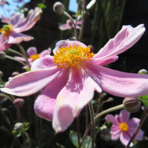シュウメイギク（秋明菊）の花を横から捉えた接写写真。淡いピンク色の花びらが風に広がり、中央の黄色い雄しべと黄緑色の雌しべが際立つ、背景に蕾や他の花がぼけて写る自然な構図。