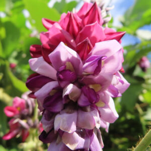 クズの花穂の接写写真｜赤紫から薄紫に色づく花びらが重なり合う夏の蔓植物