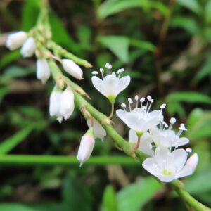 シロバナサクラタデの白い小花と蕾が並ぶ接写写真｜緑の自然背景の野草