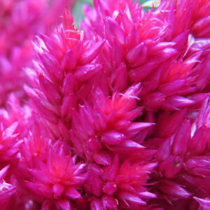 鮮やかなマゼンタ色のケイトウの花をクローズアップで撮影した写真