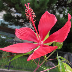 モミジアオイの鮮やかな赤い花が咲く様子を捉えたクローズアップ写真｜夏の庭の花