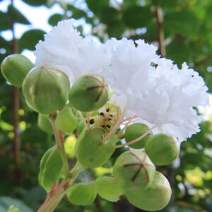 日本の夏に白いサルスベリの花と緑色の蕾が並ぶ姿を撮影したクローズアップ写真