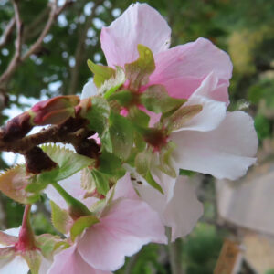 ジュウガツザクラ（十月桜）の淡いピンクと白の花を下から見上げる構図で接写した写真。花弁の裏側と緑色の萼（がく）、赤みのある花柄がはっきり写り、枝先に連なる花とつぼみが自然背景のやわらかなボケの中に浮かび上がる様子。