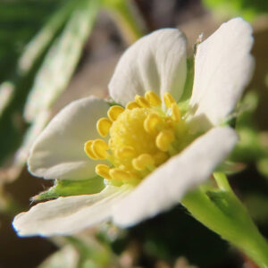 ワイルドストロベリーの花を横方向からマクロ撮影した写真。白い5枚の花弁が立体的に重なり、中央に黄色い雄しべと粒状の雌しべが集まり、背景は緑と茶色が自然光でやわらかくぼけた構図。