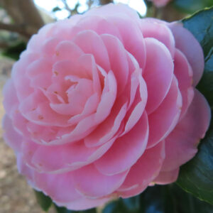 薄紅色のツバキが花弁を幾重にも重ねて立体的に咲くクローズアップ写真