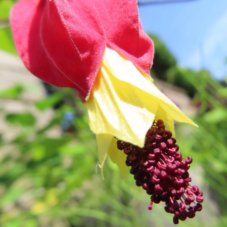 アブチロンの花写真