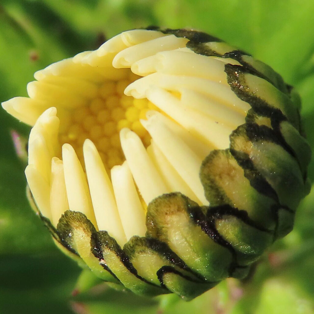 ノースポールの開きかけの花