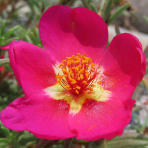 ピンクのマツバボタンの花芯を鮮明に写したクローズアップ写真