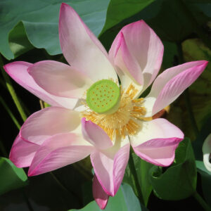 ピンクと白のグラデーションが美しいハスの花が中央の緑色の花托を見せて咲く接写写真