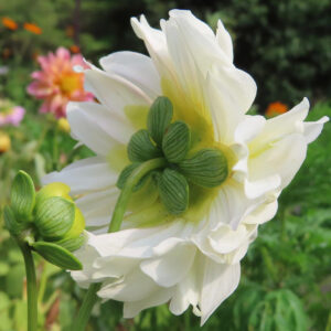 白いダリアの花を後ろから撮影した写真｜ガクと蕾が見えるユニークな構図