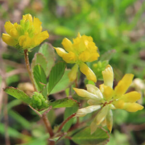 複数のコメツブツメクサの花と葉が写る群生の様子