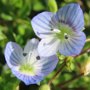 オオイヌノフグリの星の瞳と呼ばれる青い春花を撮影した花写真