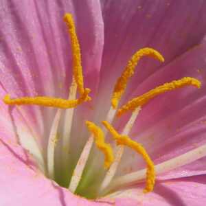 サフランモドキの花の中心部を接写した写真。黄色い花粉が付いた雄しべが鮮やか