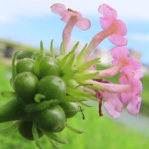 ランタナの花房を横から捉えたマクロ写真。丸く集まった緑色の未熟な実と萼の間から、細長い花筒を伸ばした淡いピンク色の花が咲き、背景には青空と緑がやわらかくボケている。