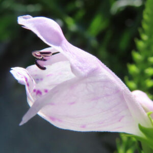 横から見たハナトラノオの花を接写した写真｜淡い紫色の花びらと雄しべが光に透けて輝く