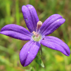 ヒナキキョウソウの紫色の花を接写した写真｜細長い5枚の花弁と中央の雄しべが美しい野草のアップ