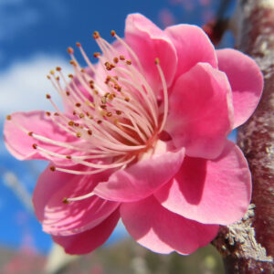 ウメの早春に香る梅を撮影した花写真