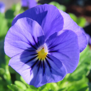 ビオラ・パンジーのもの思いの花を撮影した花写真