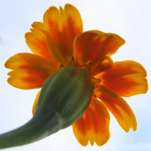 空に向かって咲くマリーゴールドの花を下から見上げた写真｜逆光で輝くオレンジ色の花びら