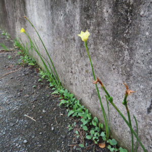 コンクリート壁のすき間から伸びたキバナタマスダレの花の写真｜細長い茎と黄色い花が並んで咲く様子