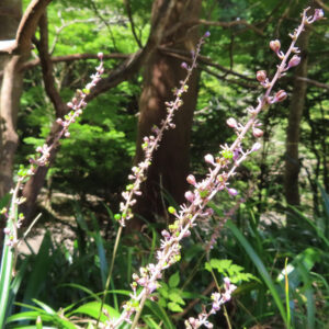 ヤブランの花序を縦方向に全体撮影した写真｜紫色の小花とつぼみが連なる立ち姿の草花