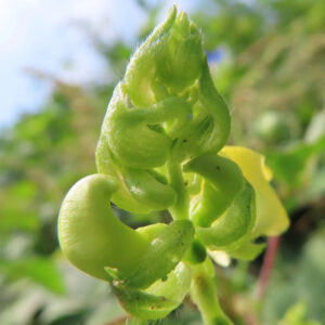 ヤブツルアズキの未熟な果実と萼をマクロで撮影した写真。豆科植物特有の若い莢（さや）が渦を巻くように湾曲し、産毛のある黄緑色の萼片と花柄が立体的に見える。背景には青空と緑の葉が柔らかくぼけ、自然光で果実表面の滑らかな質感と細かな毛が際立つ構図。