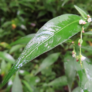 雨に濡れたヤナギタデの細長い緑の葉と小さな白い花を接写した写真