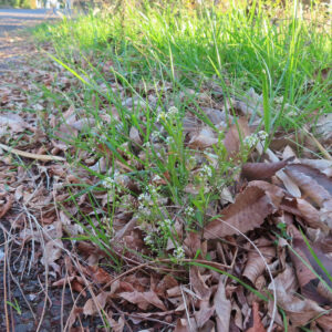 ナズナの白い小花を撮影した花写真