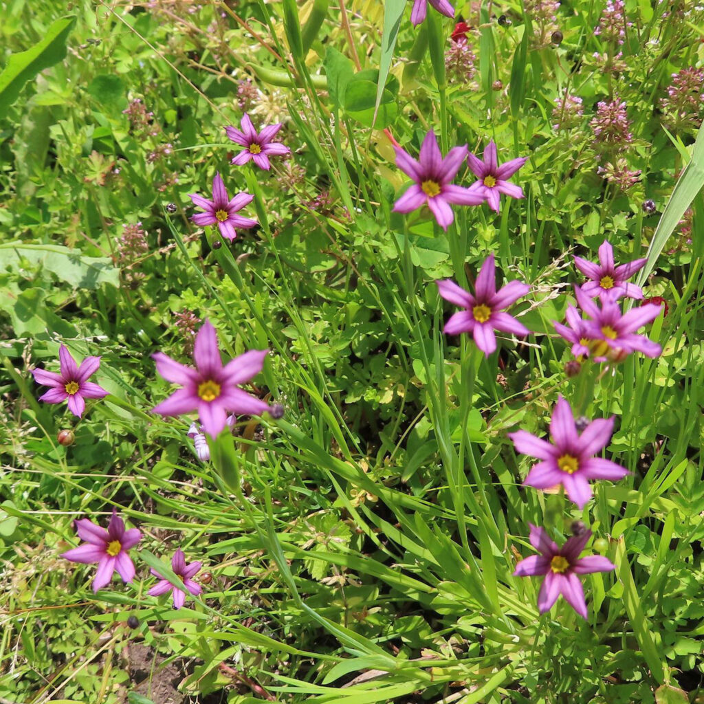 ニワゼキショウが薄紫色の花をさかせています