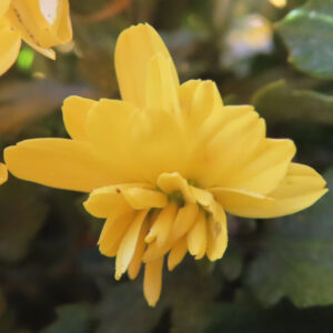 黄色いキクの花を横から捉えたクローズアップ写真。重なり合う花びらが柔らかな光に照らされ、背景の緑がぼけて秋の庭の雰囲気を伝える構図。