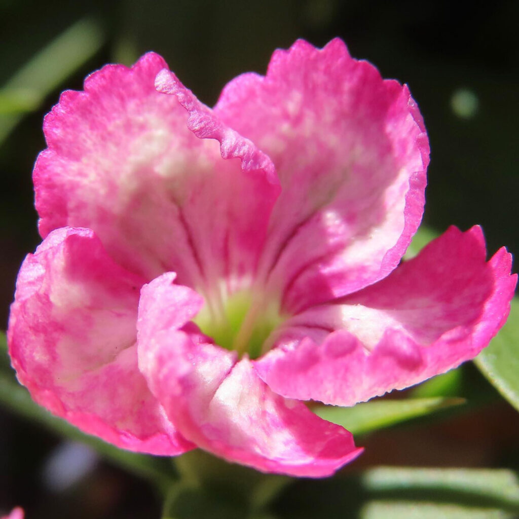 ナデシコがピンク色の花を咲かせています