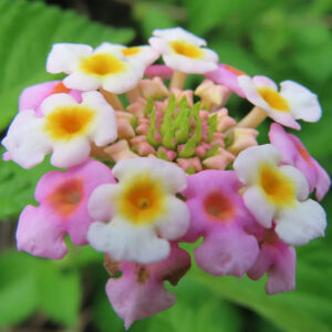 ランタナの花房を真正面からマクロで捉えた写真。白と淡いピンクの小花が円形に並び、花の中心は鮮やかな黄色からオレンジ色に染まり、中央のつぼみと緑の葉が背景のボケに包まれている。