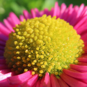 デイジーの太陽の目と呼ばれた花を撮影した花写真