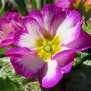 プリムラの春を告げる花を撮影した花写真