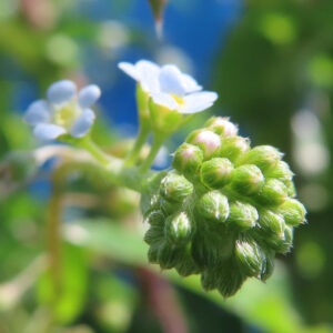 キュウリグサの小さな青い花を撮影した花写真