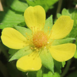 ヘビイチゴの黄色い花を撮影した花写真