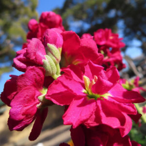ストックのまっすぐ香る花穂を撮影した花写真